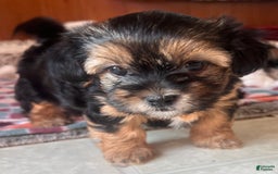 Shorkie dogs for sale: Jax - Image 2