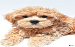 Maltipoo dogs for sale: Chloe - Image 7