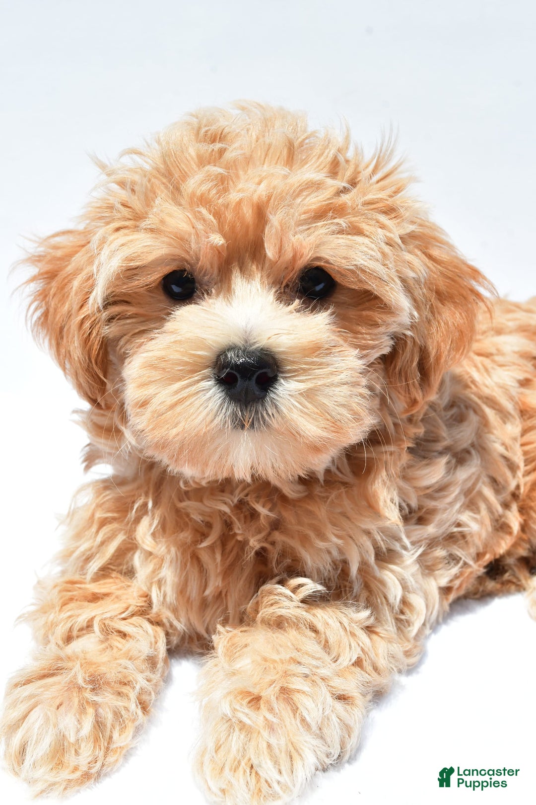 Maltipoo dogs for sale: Chloe - Image 7