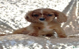 Cavalier King Charles Spaniel dogs for sale: Percy - Image 5