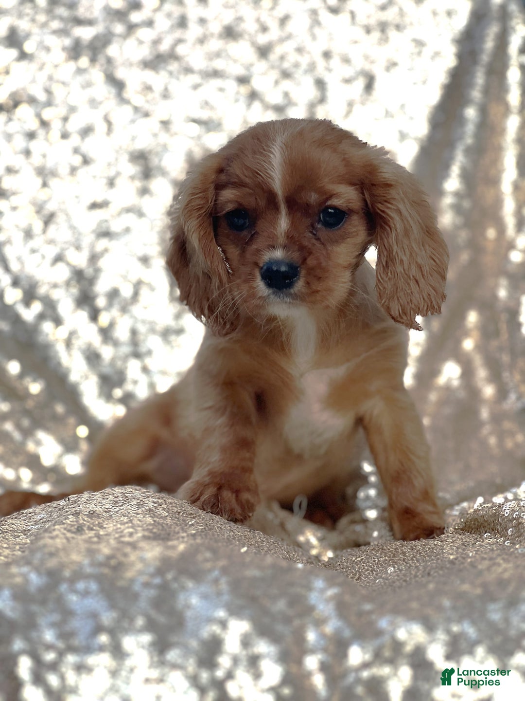 Cavalier King Charles Spaniel dogs for sale: Percy - Image 5