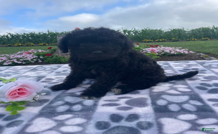 Yorkiepoo dogs - Advert 11