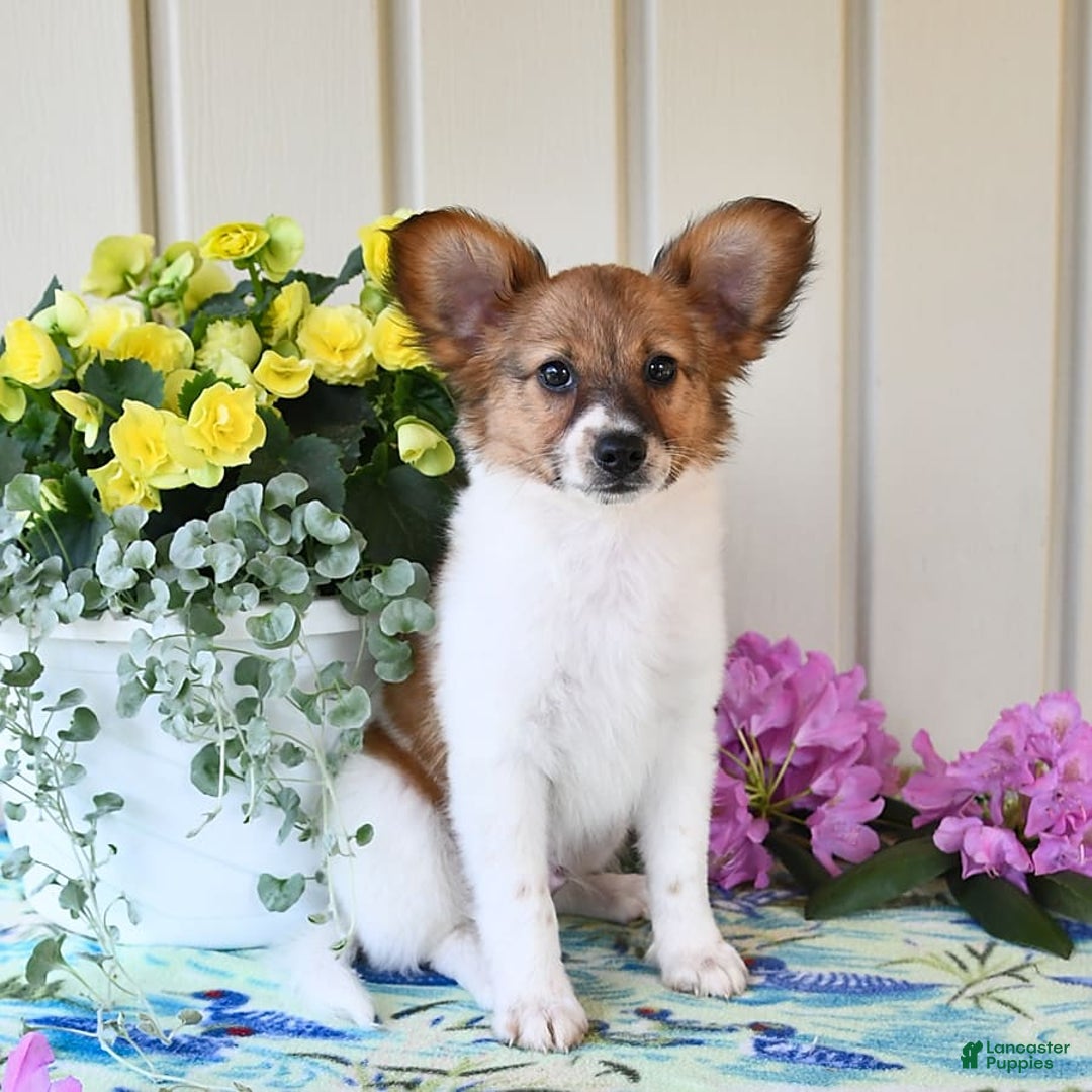 Papillon dogs for sale: Pongo - Image 17