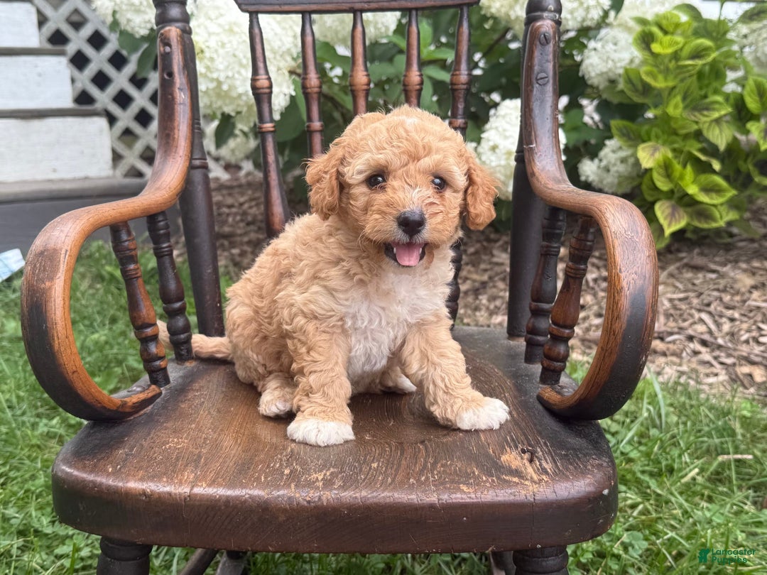 Goldendoodle dogs for sale: Butterscotch - Image 1