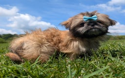 Shih Tzu dogs for sale: Cinnamon Toast Crunch - Image 9