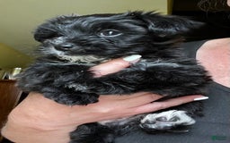 Morkie dogs for sale: Mr. Sleepy - Image 9