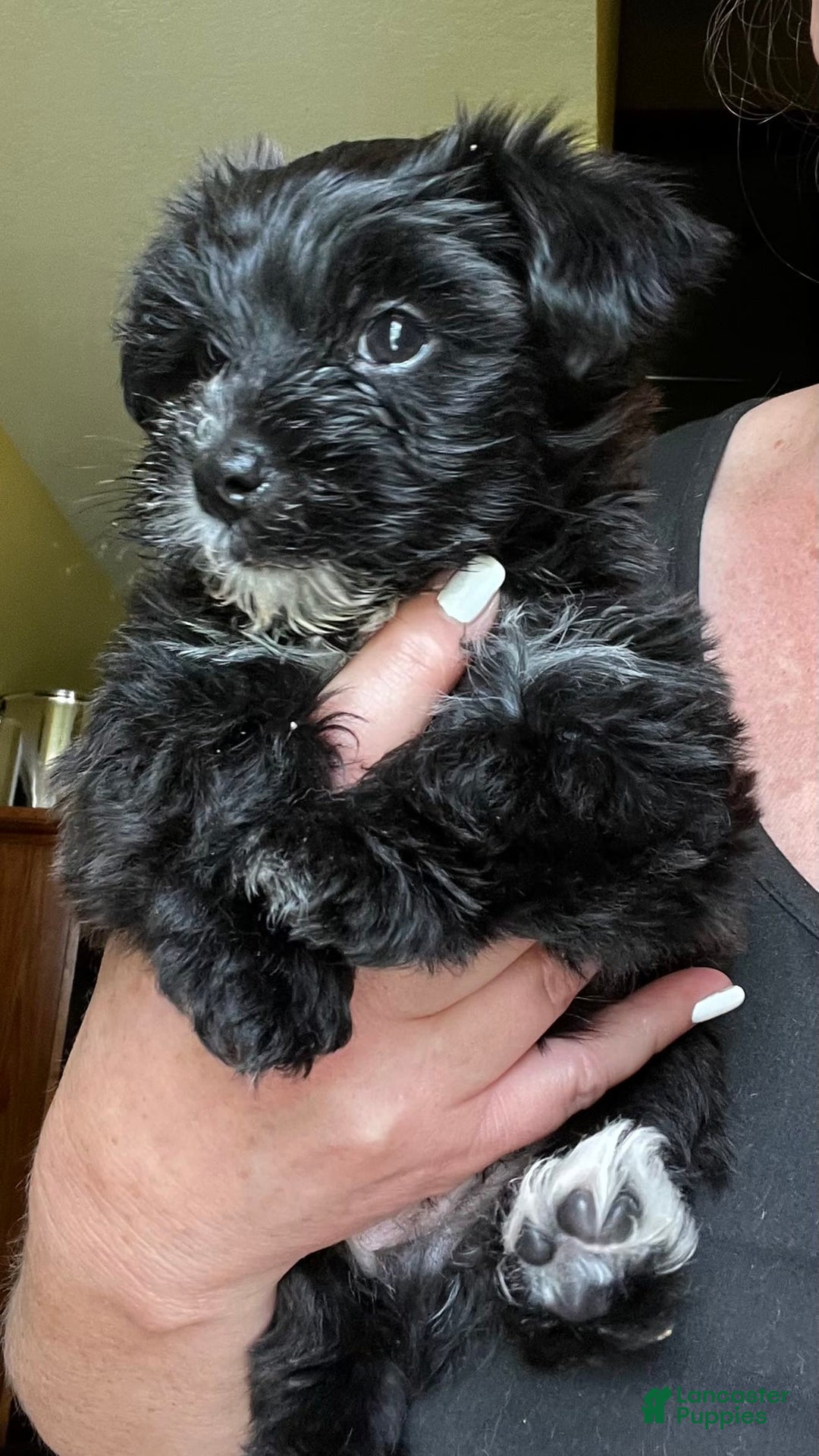 Morkie dogs for sale: Mr. Sleepy - Image 9