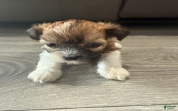 Shih Tzu dogs for sale: Romeo - Image 1