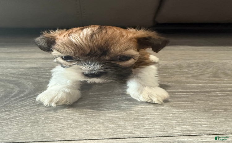 Shih Tzu dogs for sale - Ad 1
