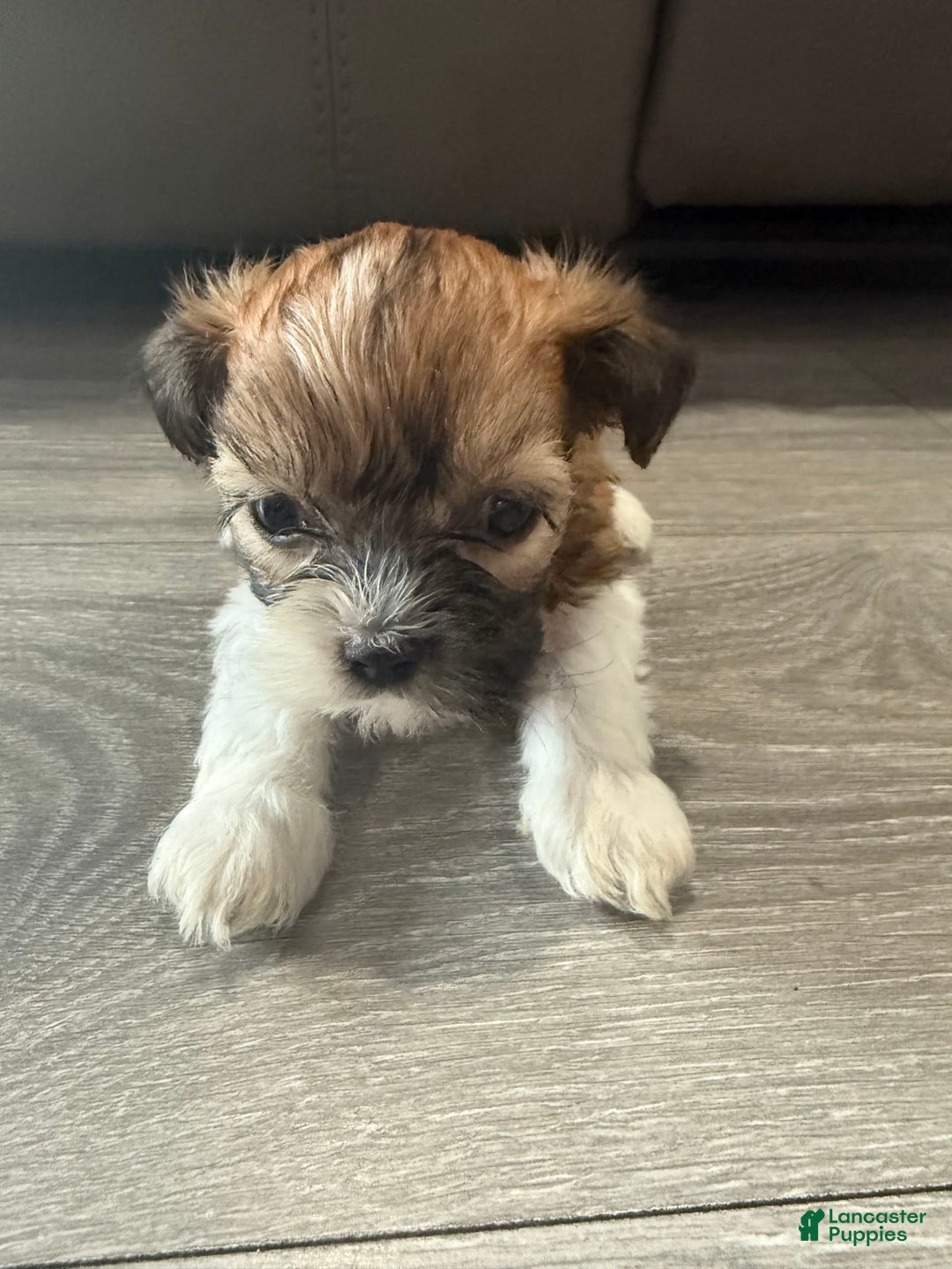 Shih Tzu dogs for sale: Romeo - Image 1