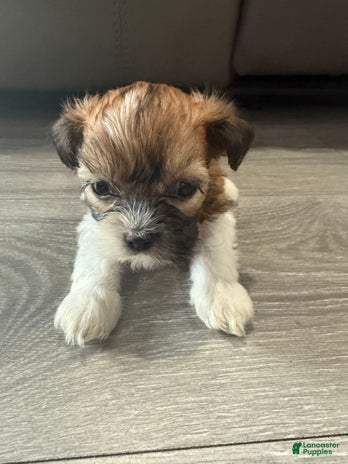 Shih Tzu dogs for sale - Ad 1