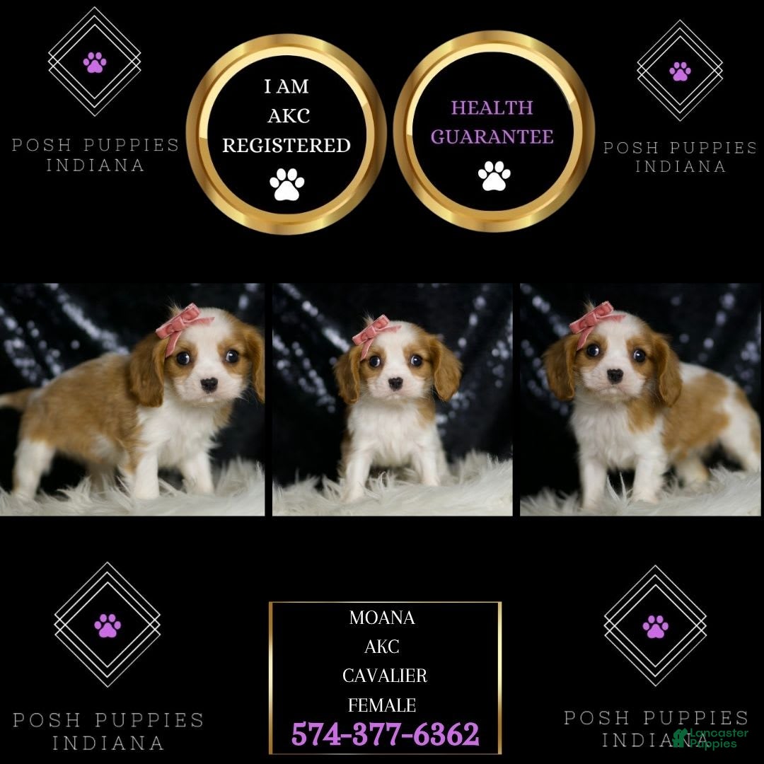 Cavalier King Charles Spaniel dogs for sale: Moana - Image 5