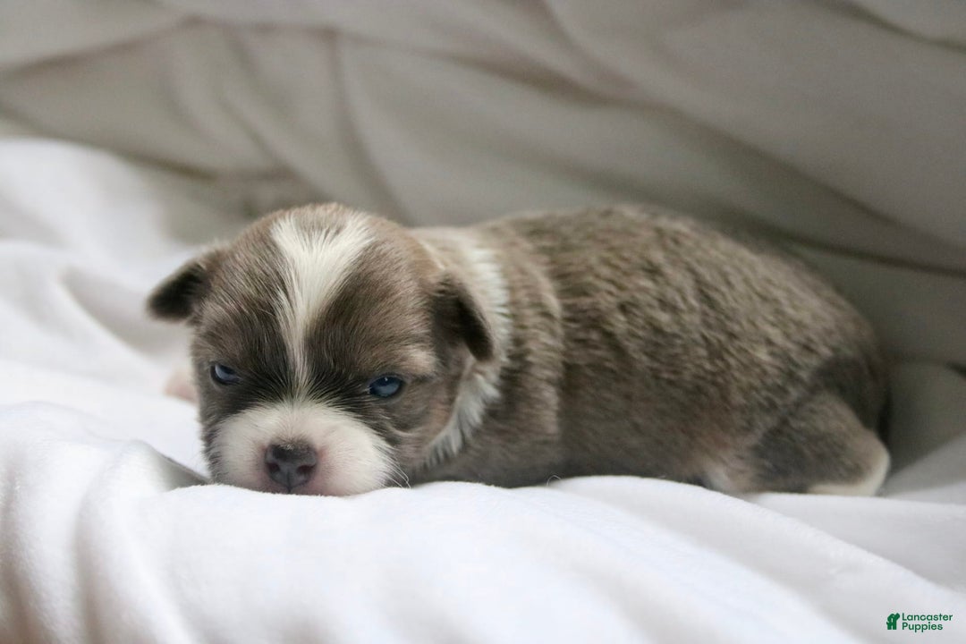 Chihuahua dogs for sale: Case - Image 8