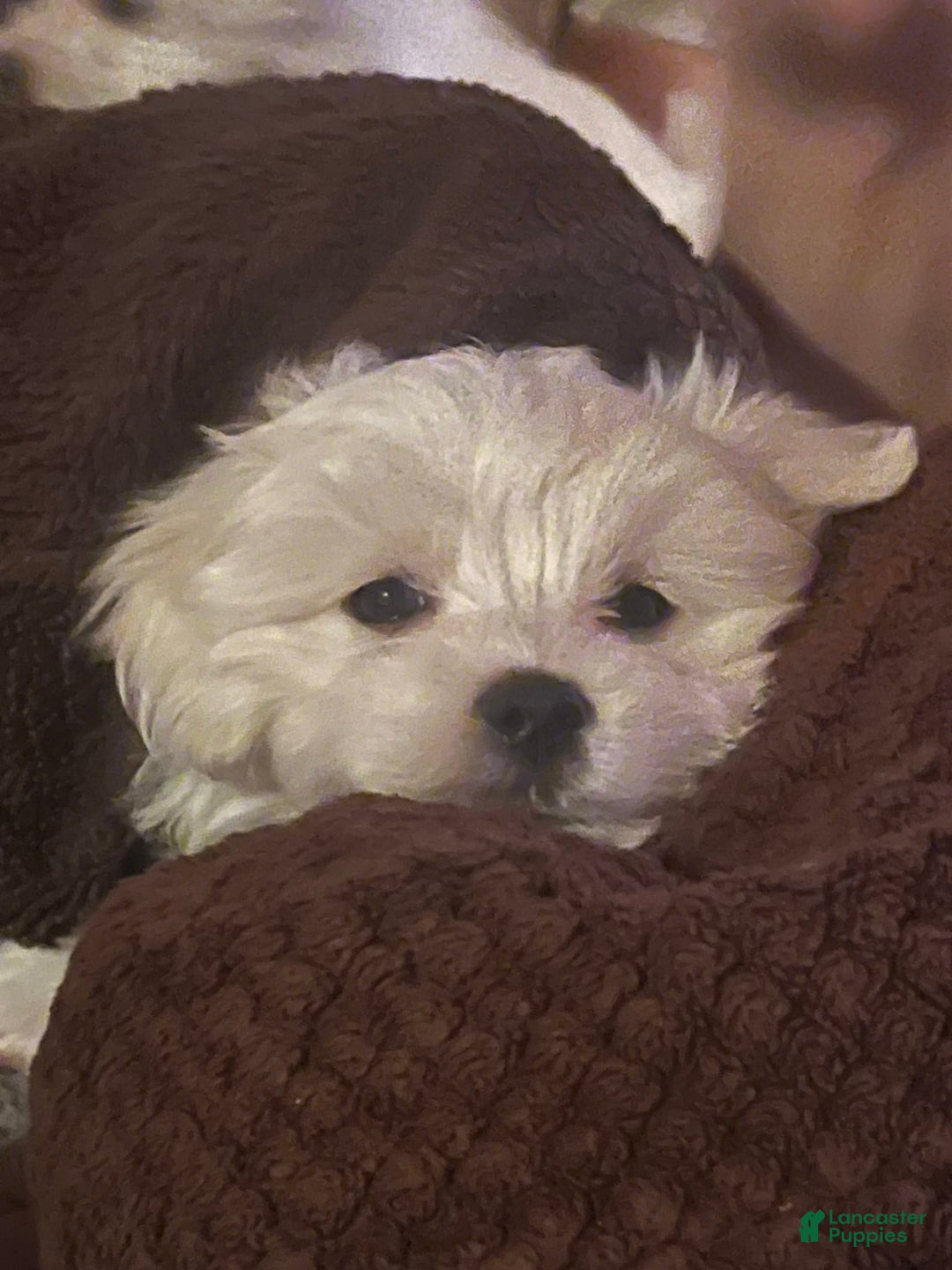 Maltese dogs for sale: Tutie - Image 14