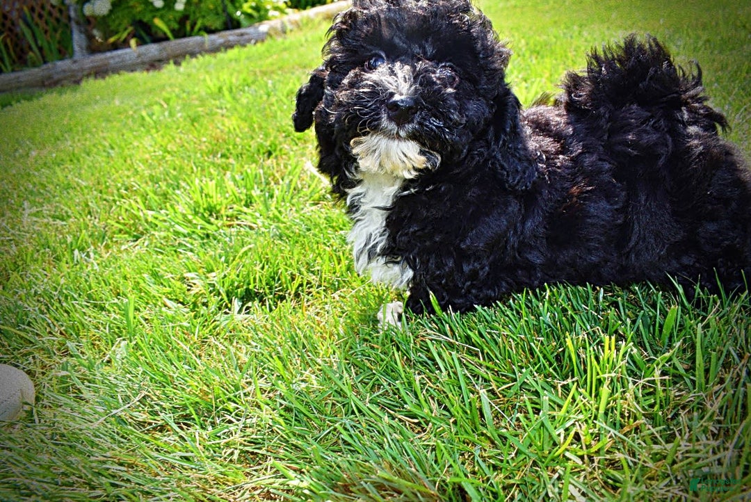 Havapoo dogs for sale: Echo - Image 9