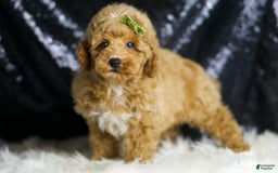 Toy Poodle dogs for sale: Wayne - Image 6