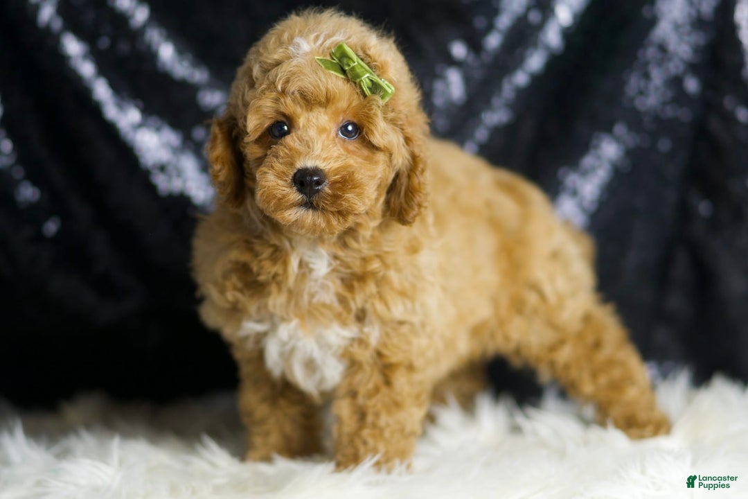 Toy Poodle dogs for sale: Wayne - Image 6