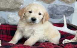Golden Retriever dogs for sale: Sammy - Image 2