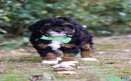 Mini Bernedoodle dogs for sale: Mini Bernedoodle 6 puppies - Image 7