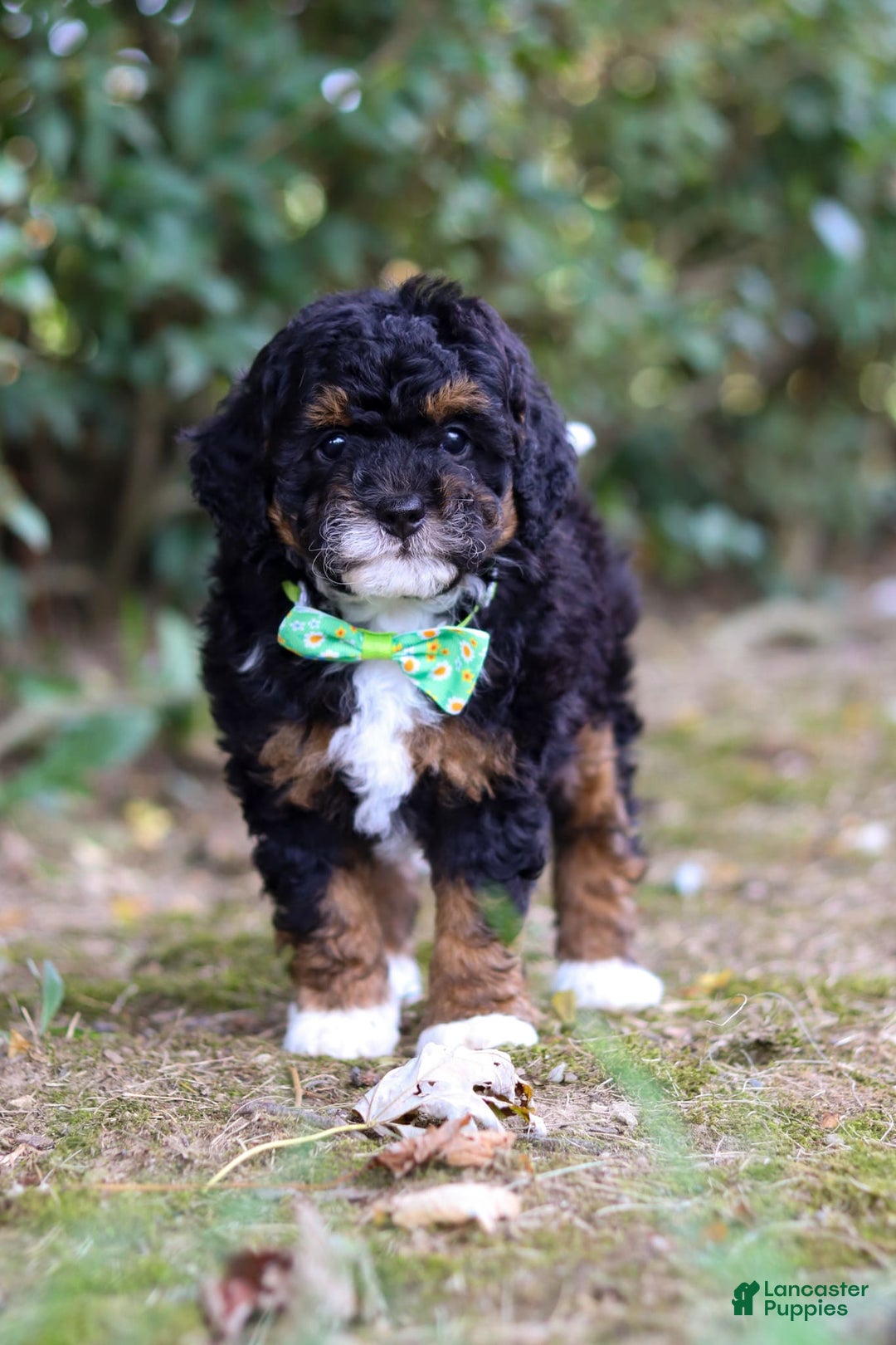 Mini Bernedoodle dogs for sale: Mini Bernedoodle 6 puppies - Image 7