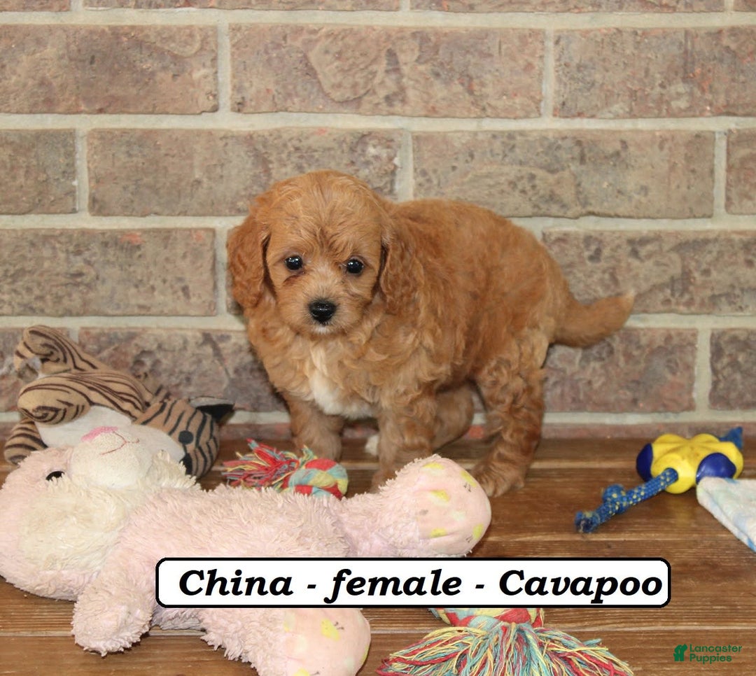 Cavapoo dogs for sale: China - Image 3