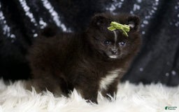 Pomeranian dogs for sale: Peppy - Image 6