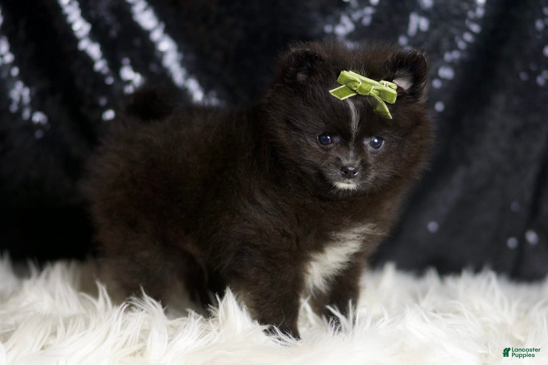 Pomeranian dogs for sale: Peppy - Image 6