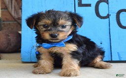 Yorkshire Terrier dogs for sale: Audi - Image 3
