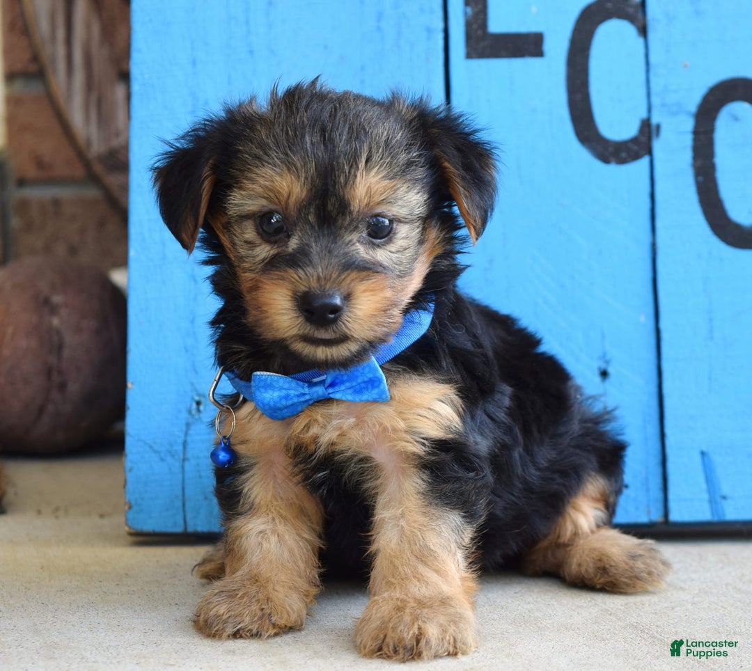 Yorkshire Terrier dogs for sale: Audi - Image 3