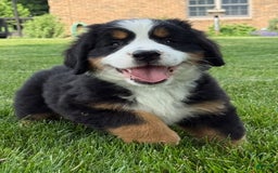 Bernese Mountain Dog dogs for sale: Ivy - Image 4