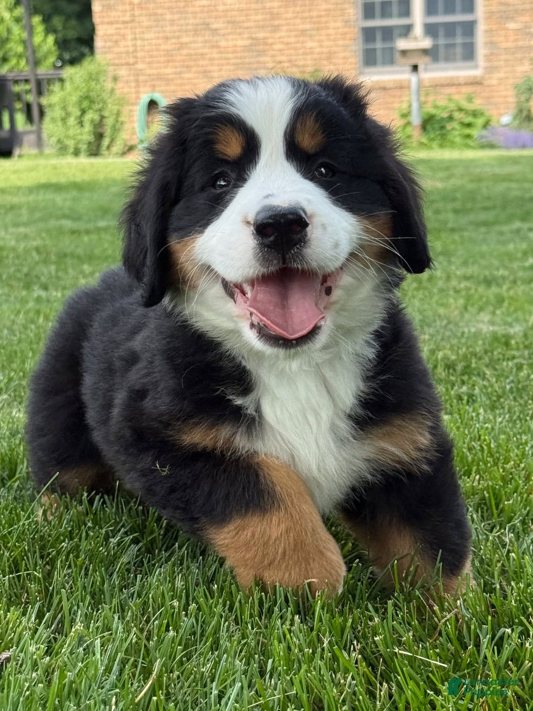 Bernese Mountain Dog dogs for sale: Ivy - Image 4