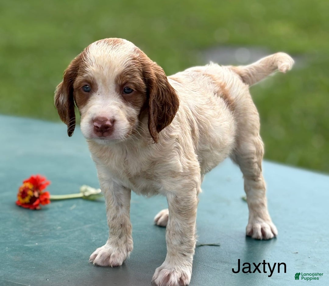 Brittany Spaniel dogs for sale: Jaxtyn - Image 1