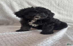 Mini Aussiedoodle dogs for sale: Harper - Image 7