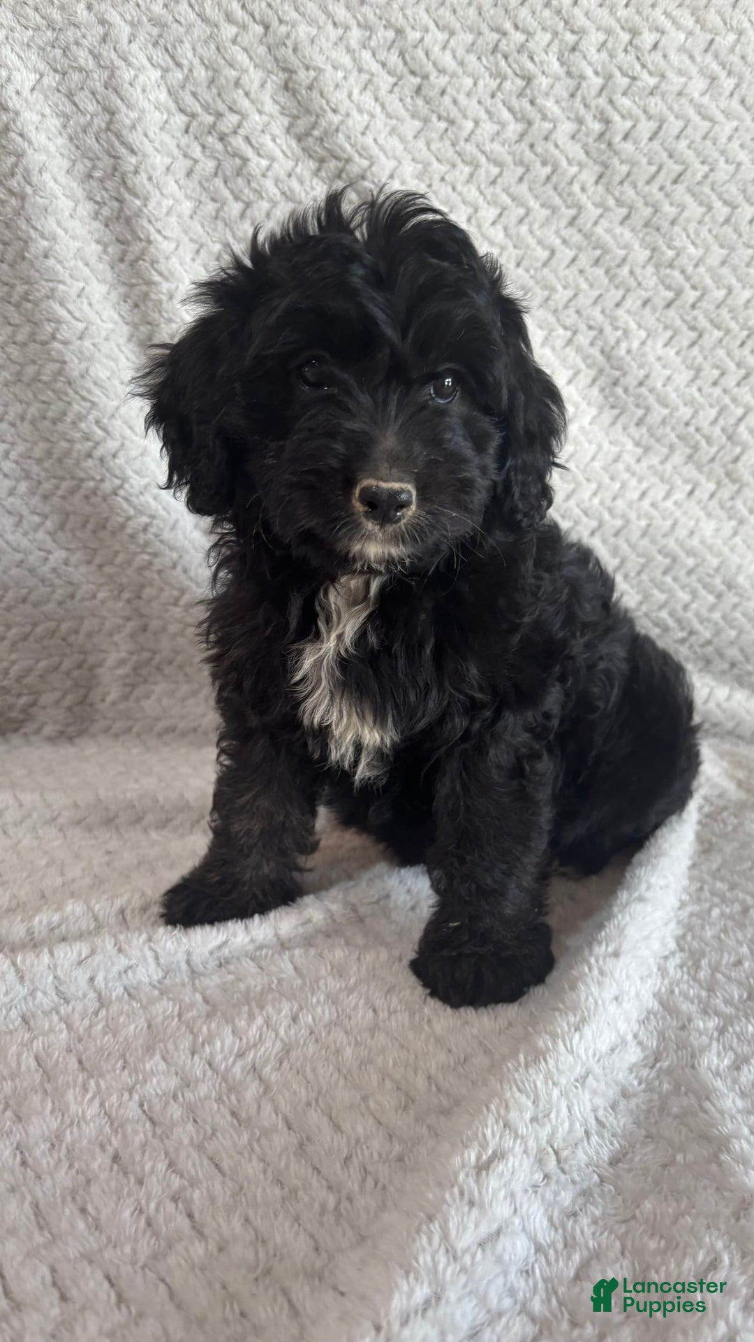Mini Aussiedoodle dogs for sale: Harper - Image 7