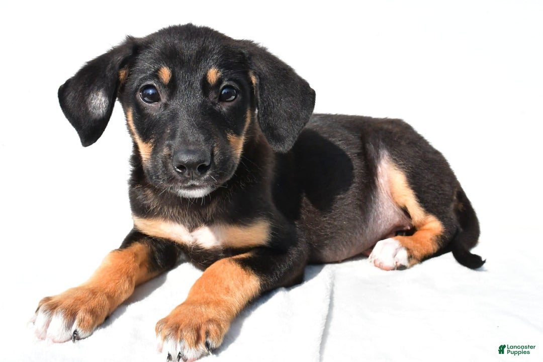 German Shepherd dogs for sale: Pansy - Image 2