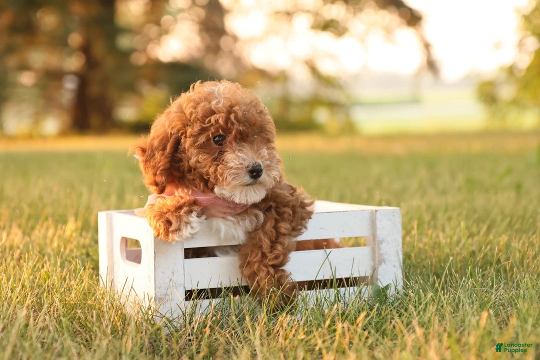 Toy Poodle dogs for sale: Skittles - Image 11