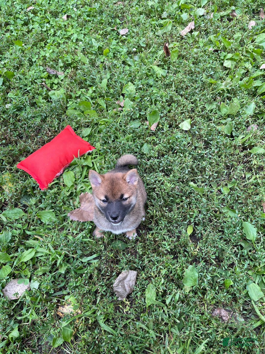 Shiba Inu dogs for sale: Dora - Image 6