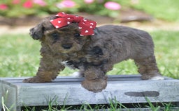 Yorkiepoo dogs for sale: Petunia - Image 3