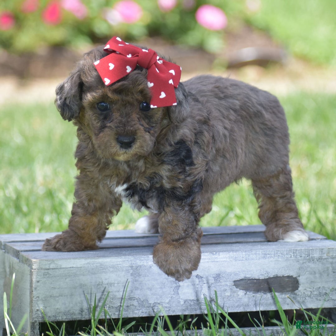 Yorkiepoo dogs for sale: Petunia - Image 3