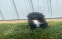 Mini Aussiedoodle dogs for sale: Honey - Image 1