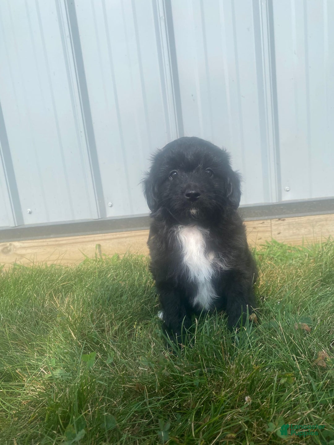 Mini Aussiedoodle dogs for sale: Honey - Image 1