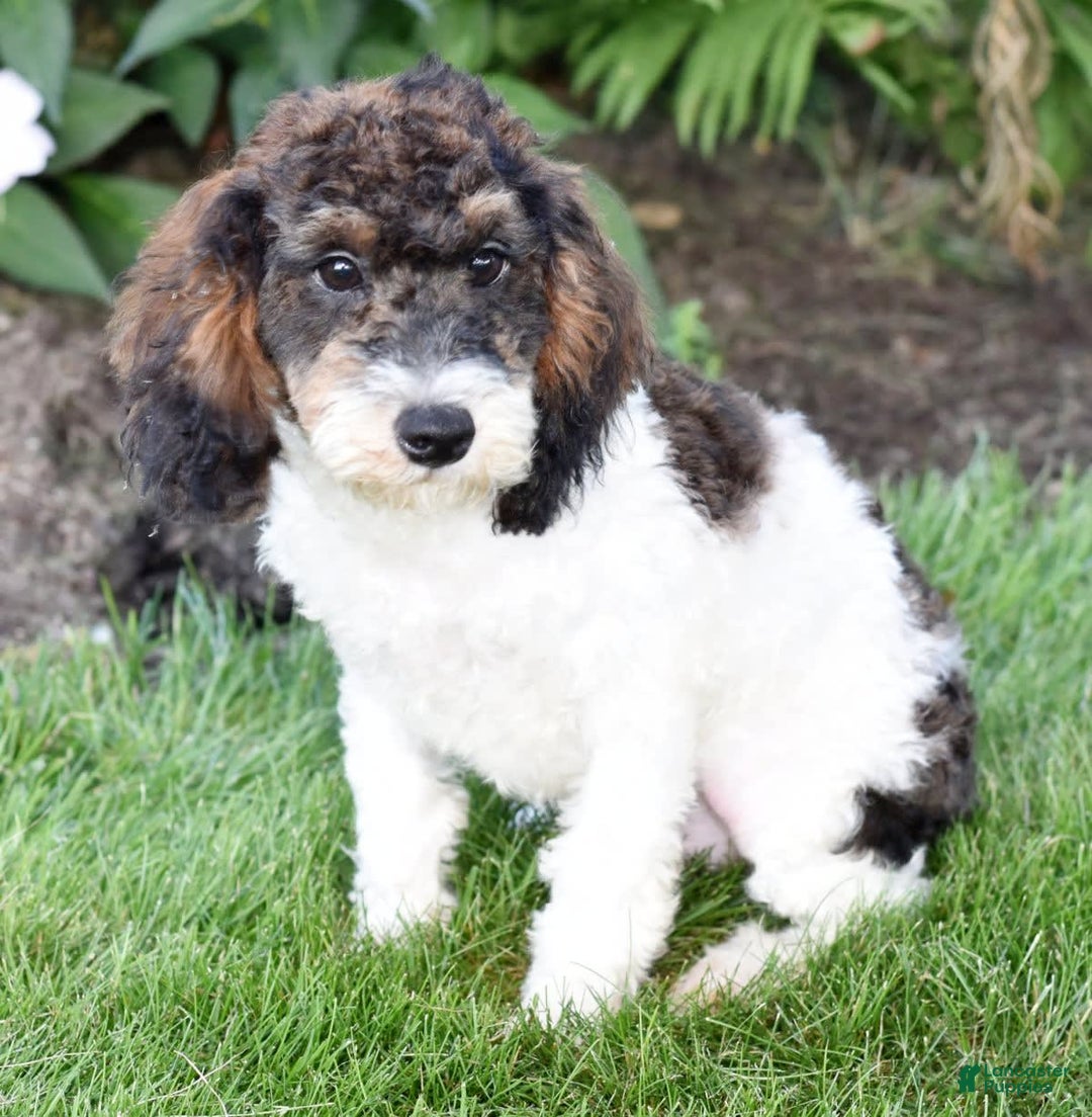 Miniature Poodle dogs for sale: Austin - Image 11