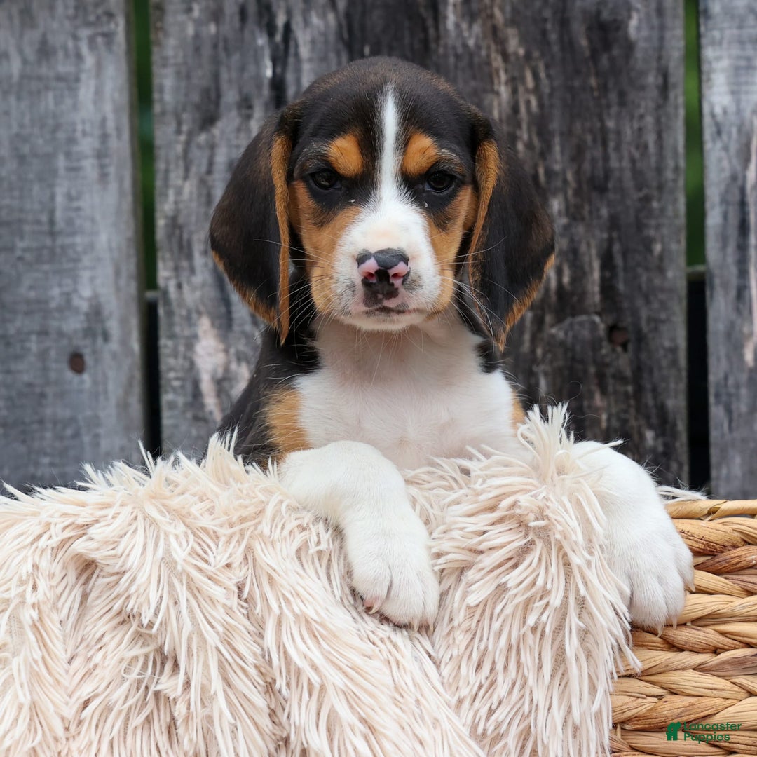 Beagle dogs for sale: Kirby - Image 3