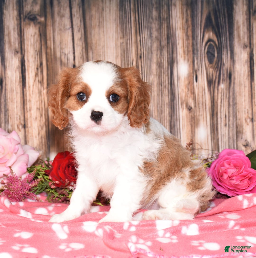 Cavalier King Charles Spaniel dogs for sale: Jude - Image 3