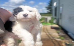 Old English Sheepdog dogs for sale: Violet - Image 2