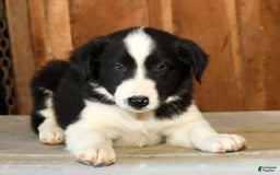 Border Collie dogs for sale: Leo - Image 7