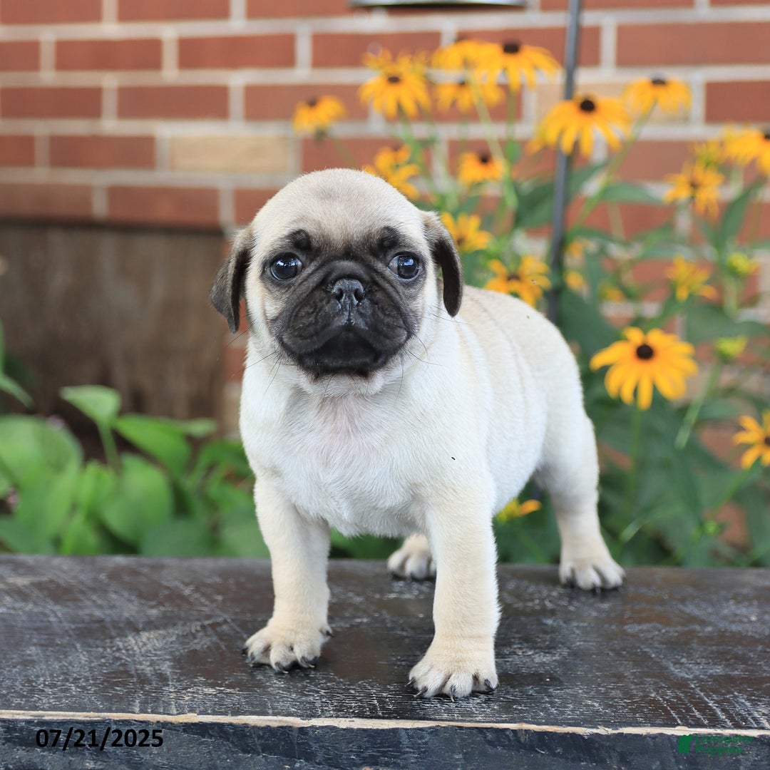 Pug dogs for sale: Biscuit - Image 4