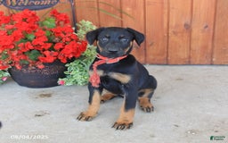 Doberman Pinscher dogs for sale: Ellie - Image 1
