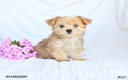 Morkie dogs for sale: Molly - Image 5