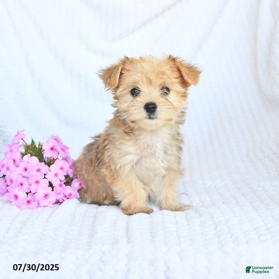 Morkie dogs for sale: Molly - Image 5